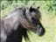 SaraDoos